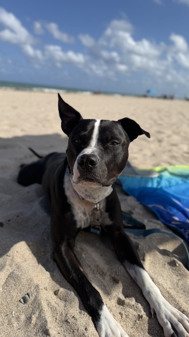 Tyson, a rescue pit bull, on the beach